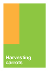 Harvesting Carrots