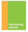 Harvest Onions