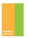 Seeding Carrots