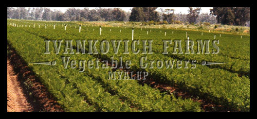 Ivankovich Farms